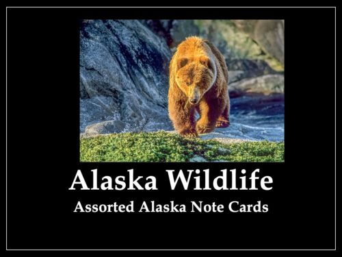 Alaska Wildlife - Assorted Note Cards - 1 Dozen