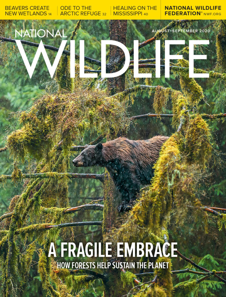 Black Bear, Anan Creek, Alaska #3355