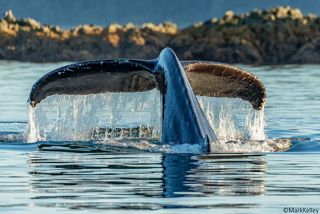 Humpback Whale Tail, Juneau, Alaska #3361