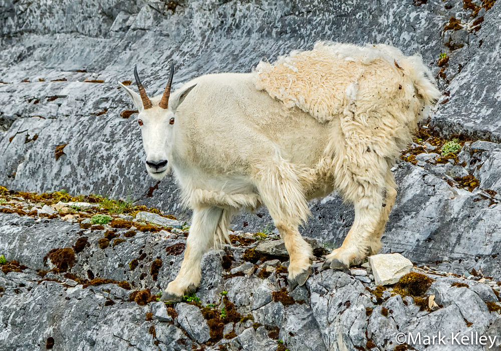 Mountain Goat, Glacier Bay National Park, AK #3424