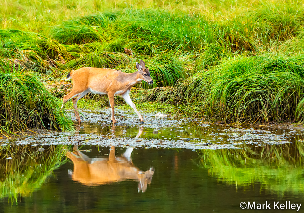 Black-tailed Deer, Pack Creek, Admiralty Island, AK#3420