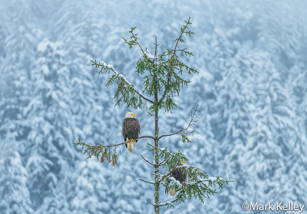 Bald Eagles, Juneau, Alaska #3429