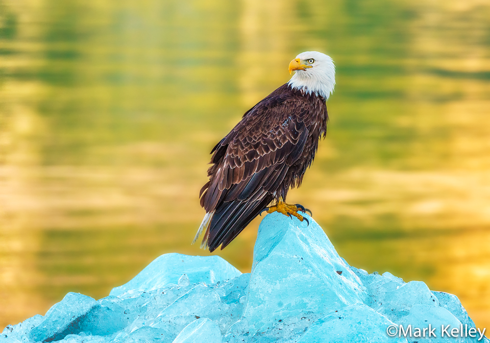 Bald Eagle, Glacier Bay National Park, Alaska #3421