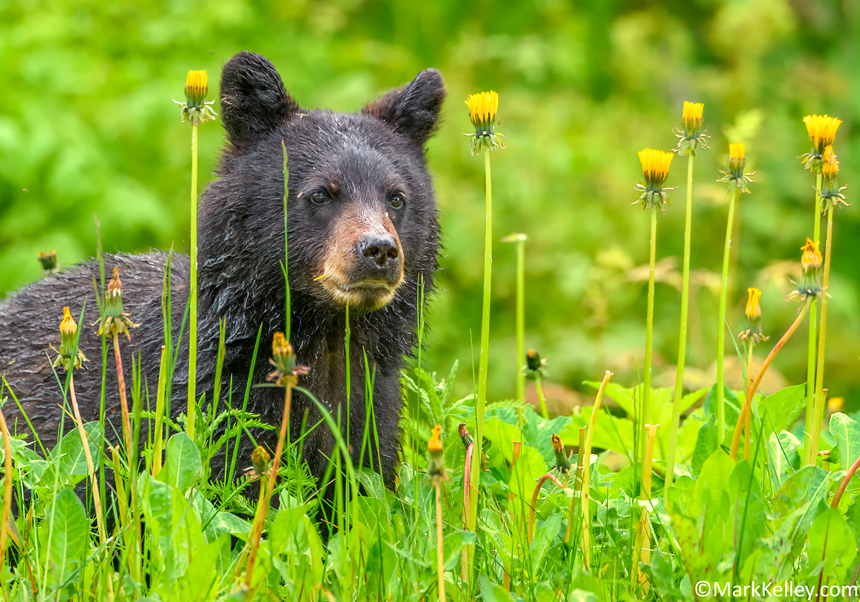 Black Bear Cub, Juneau, Alaska #3396