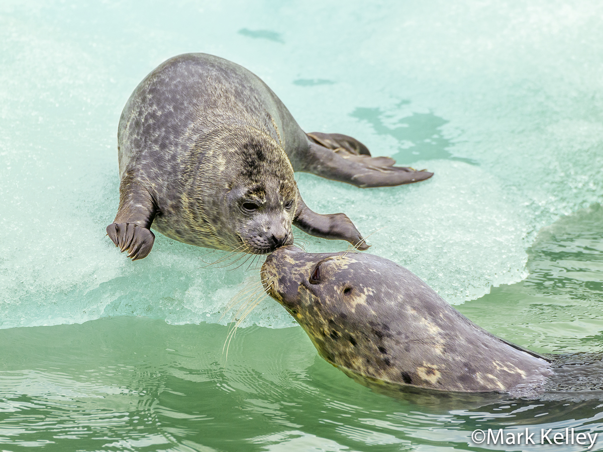 Harbor Seals, Mom and Pup, Tracy Arm, Alaska #3401