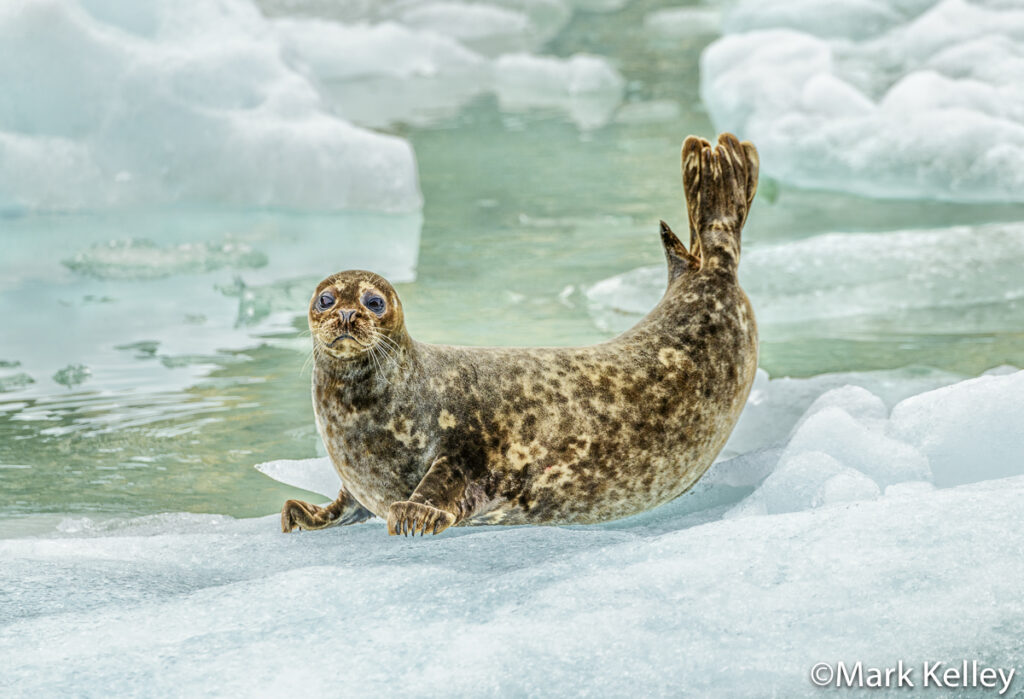 Harbor Seal, Tracy Arm, South Sawyer Glacier, Alaska #3343