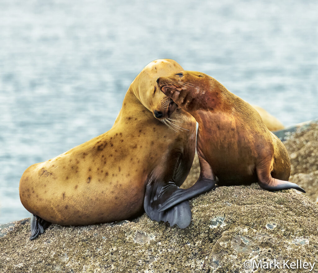 Sea Lions, Stephens Passage, Alaska #3403