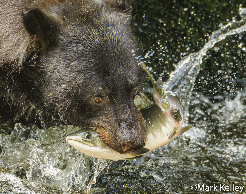 Black Bear, Anan Creek, Wrangell, Alaska #3410
