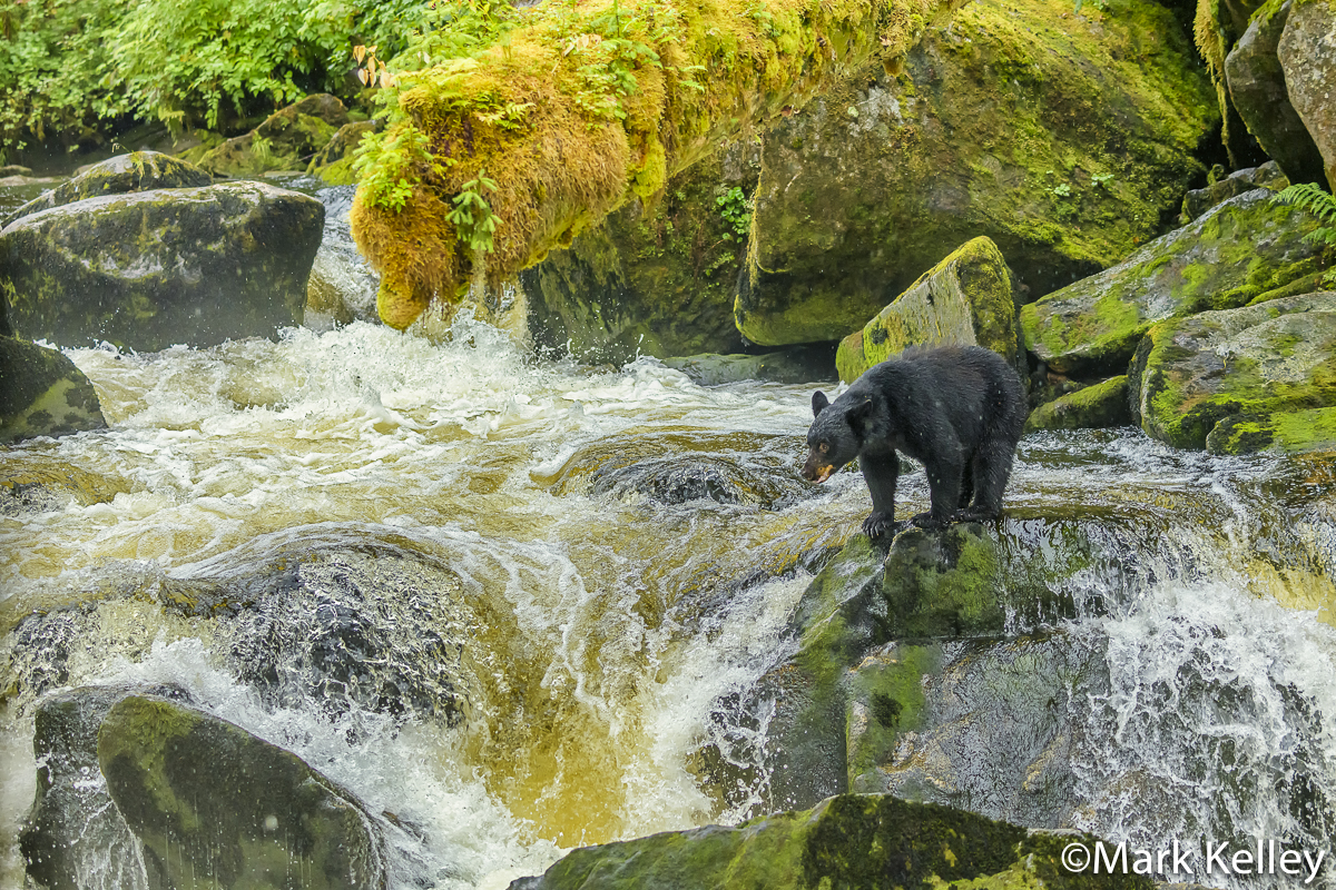 Black Bear, Anan Creek, Southeast Alaska #3411