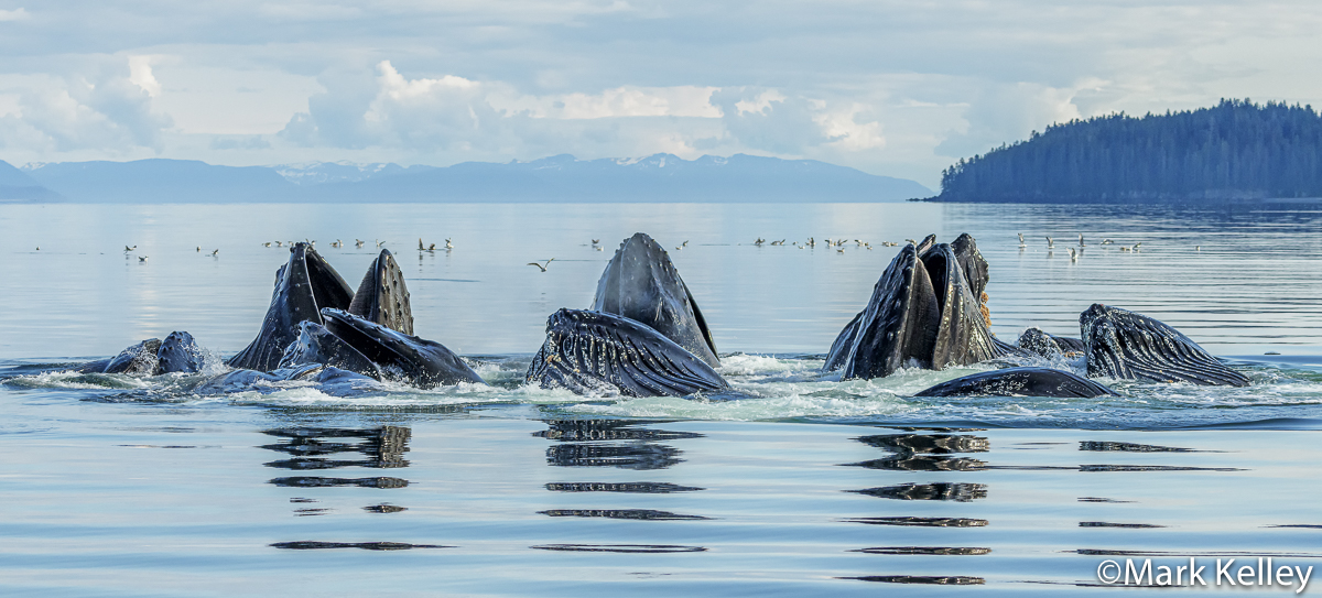 Humpback Whales, Southeast Alaska #3406