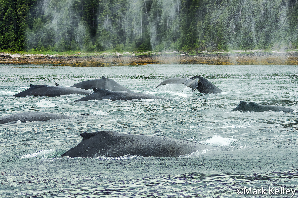 Humpback Whales, Southeast Alaska #3407