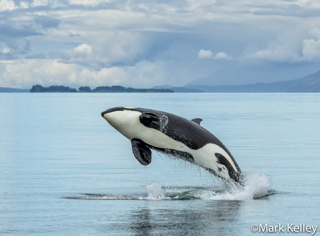 Killer Whale Breach, Southeast Alaska #3409