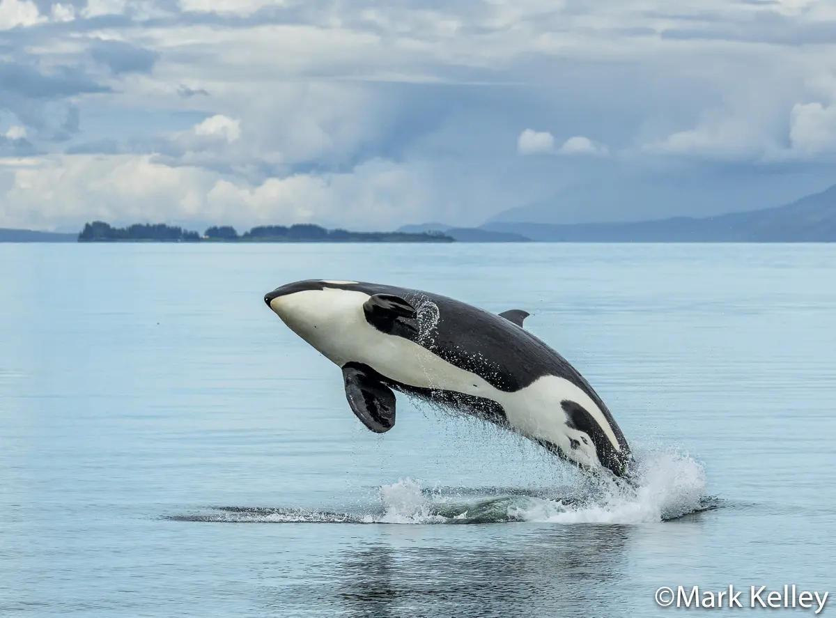 Killer Whale Breach, Southeast Alaska #3409 | Mark Kelley Photography