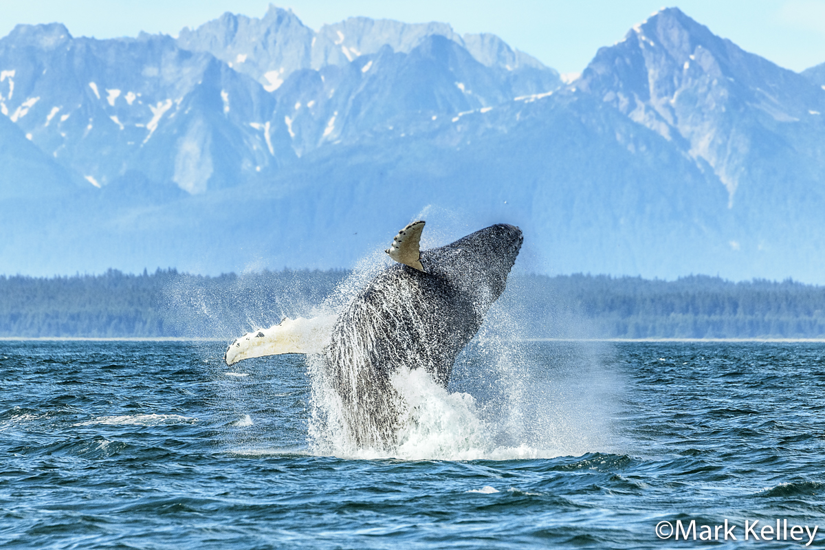 Humpback Whale Breach, Alaska #3405