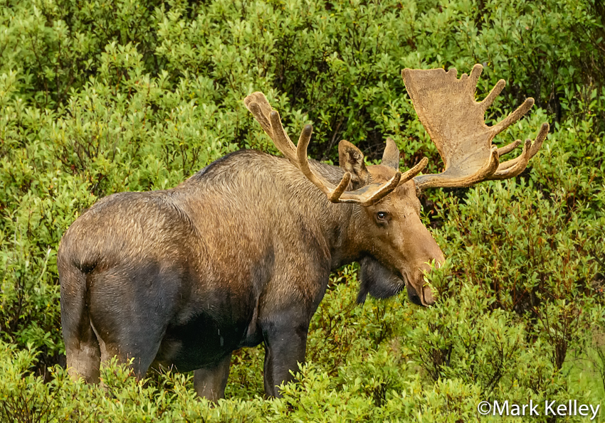 Bull Moose, Denali National Park, Alaska #3437