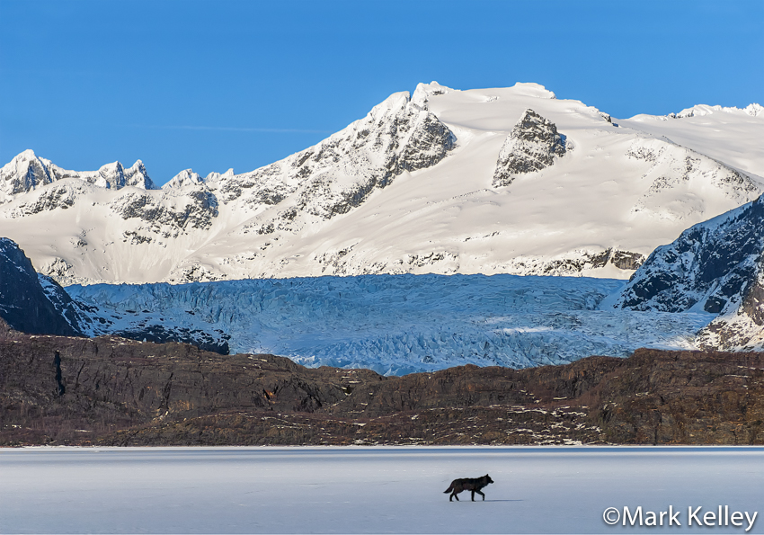 Black Wolf, Mendenhall Glacier, Alaska #3442