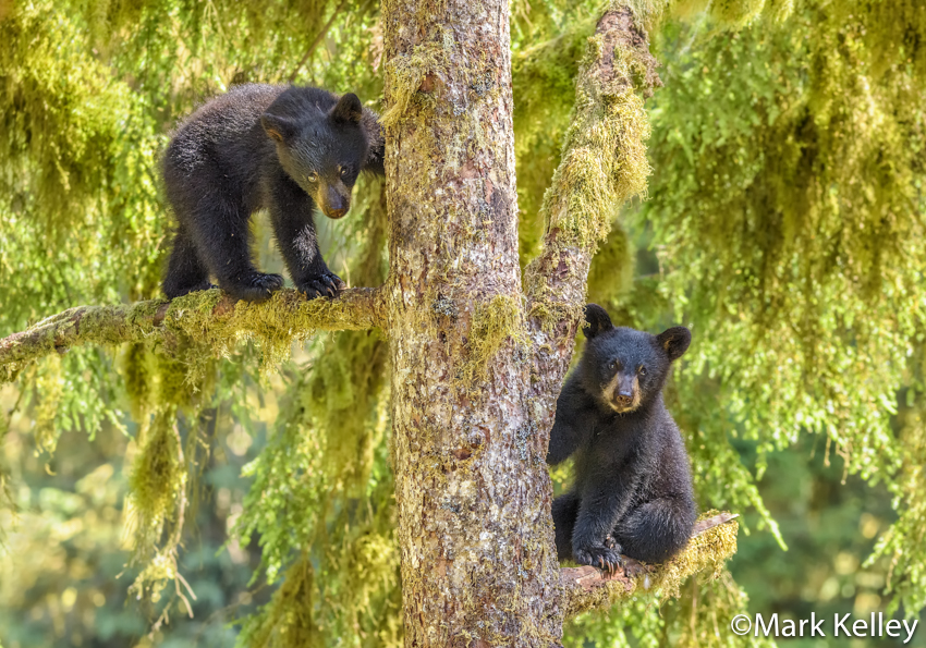 Black Bear Cubs, Anan Creek, Wrangell, Alaska #3441