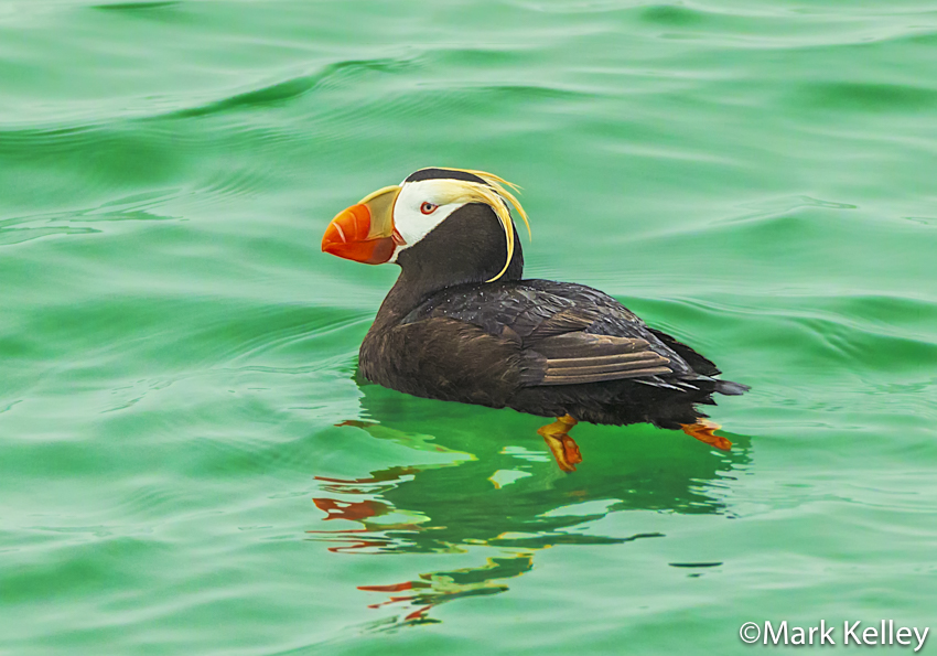 Tufted Puffin, Glacier Bay National Park #3435