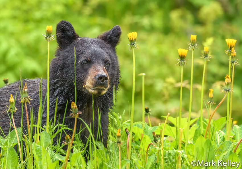 Black Bear Cub, Juneau, Alaska #3436
