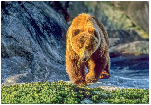 Brown Bear - Note Card 948
