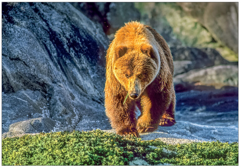 Brown Bear – Note Card 948