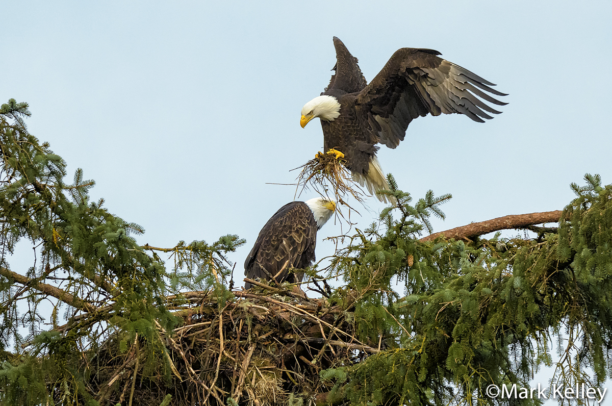 Bald Eagle Nest, Juneau, Alaska #3433
