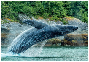 Humpback Whale Breach – Note Card 994