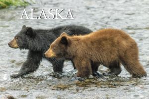 Bear Cubs – Alaska – Postcard PC143