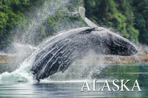 Whale Breach – Alaska – Postcard PC2302