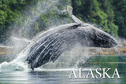 Whale Breach - Alaska - Postcard PC2302