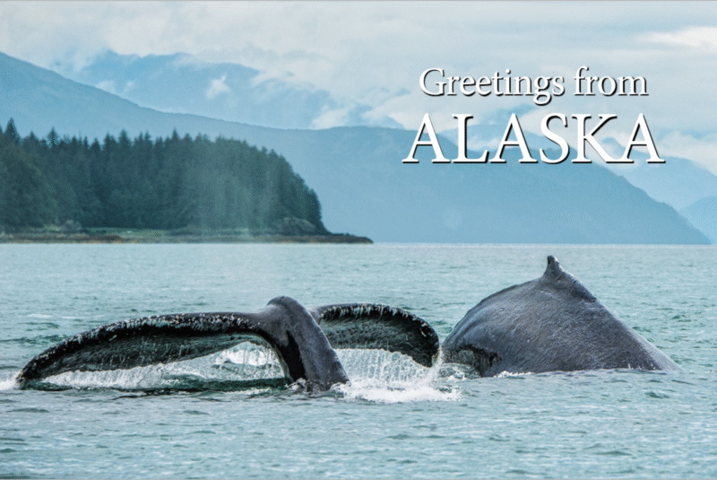 Whale Dive - Alaska - Postcard PC2303