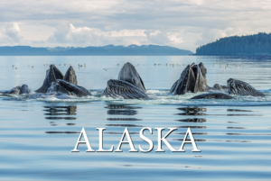 Bubble-Net Feeding – Alaska – Postcard PC2304