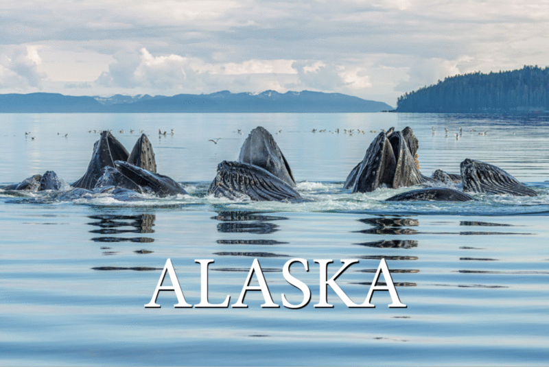 Bubble-Net Feeding - Alaska - Postcard PC2304