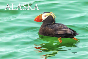 Tufted Puffin – Alaska – Postcard PC2305