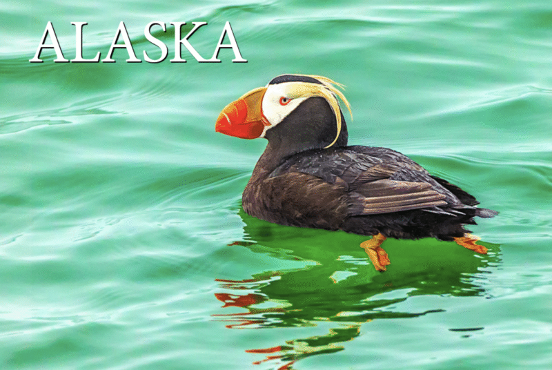 Tufted Puffin - Alaska - Postcard PC2305