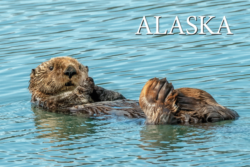 Sea Otter - Alaska - Postcards PC2306