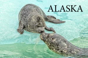 Harbor Seals – Alaska – Postcard PC2307