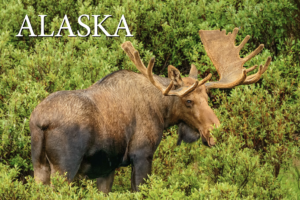 Bull Moose – Alaska – Postcard PC2308