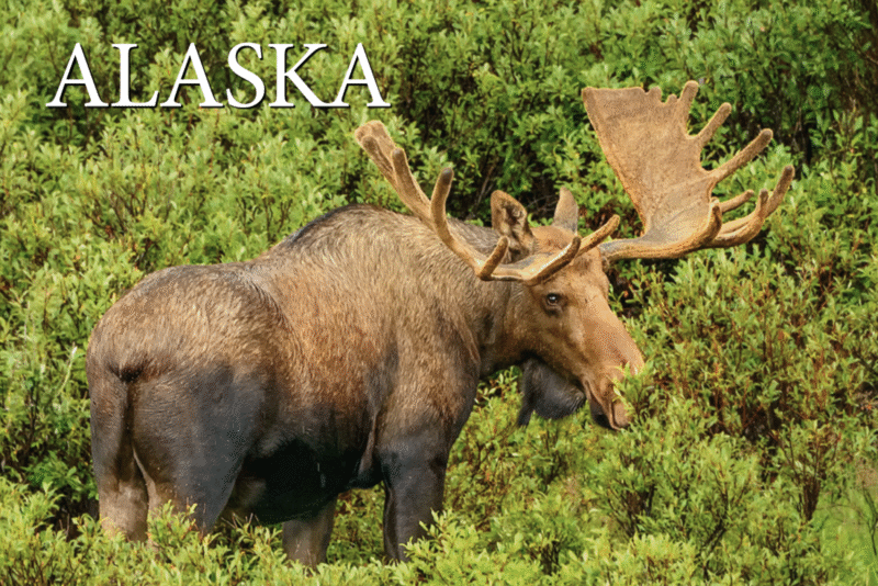 Bull Moose - Alaska - Postcard PC2308