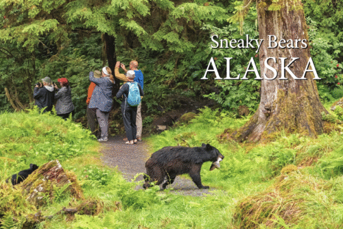 Sneaky Bears - Postcard PC2309