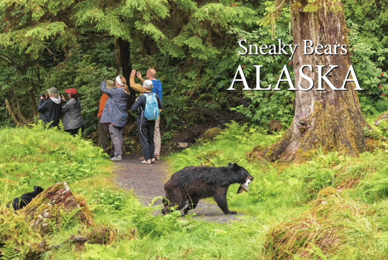 Sneaky Bears - Postcard PC2309