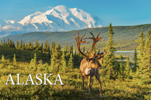 Caribou - Denali, Alaska - Postcard PC2317