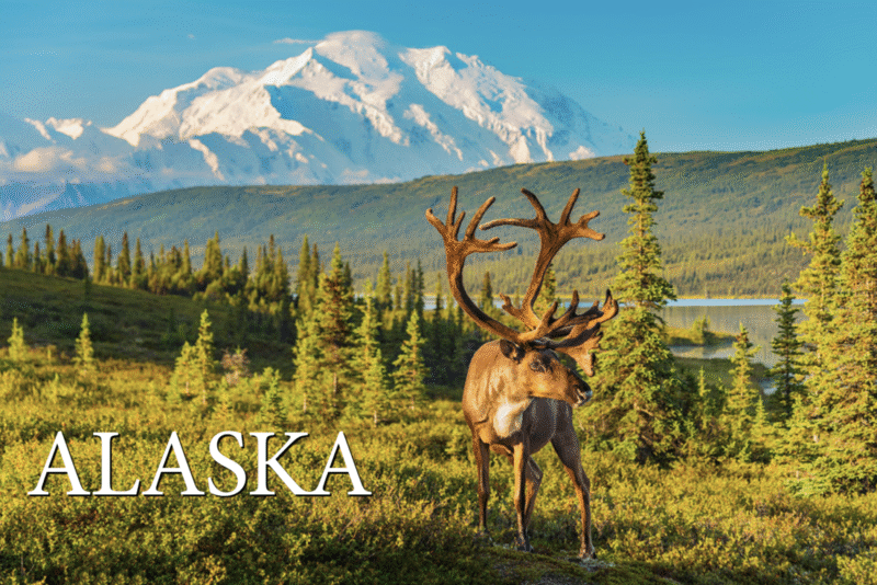 Caribou - Denali, Alaska - Postcard PC2317