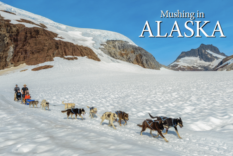 Mushing in Alaska - Alaska - Postcard PC2324