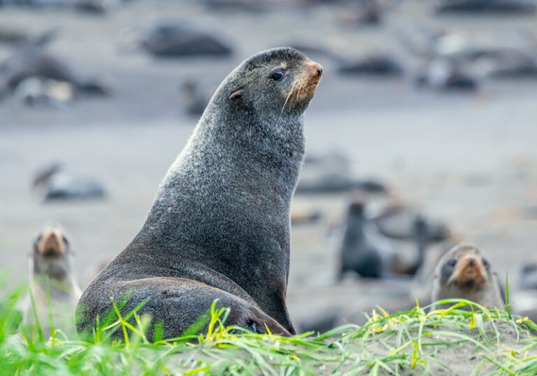 Fur Seals, Pribilof Island, St Paul, Alaska #3360