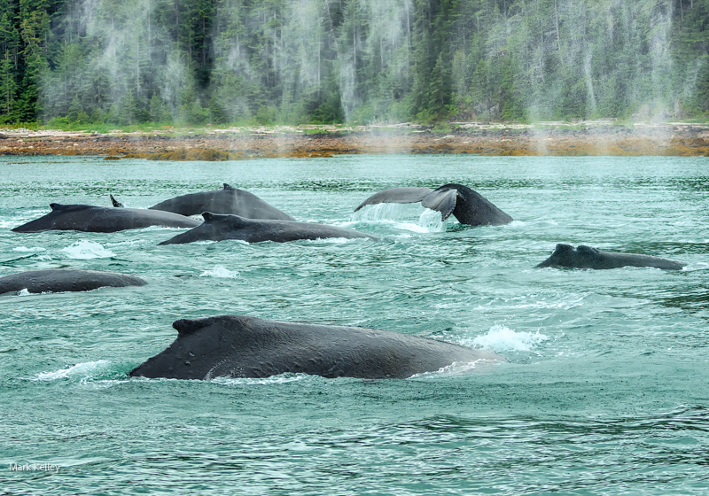 Humpback Whales, Alaska #3353