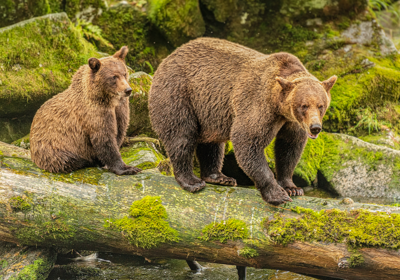 Coastal Brown Bears, Anan Creek, Wrangell, AK #3450