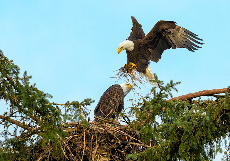 Bald Eagle, Auke Bay, Juneau, Alaska #3355