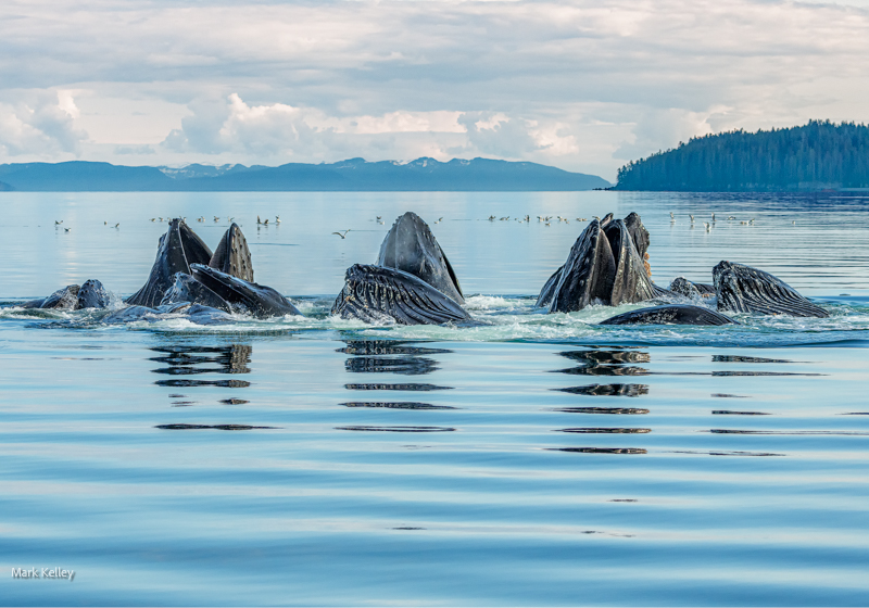 Humpback Whales, Alaska #3352