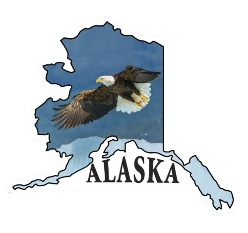 Bald Eagle in Flight